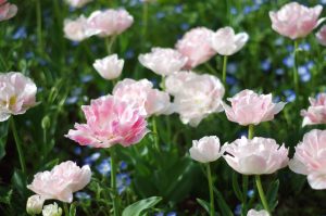 川口春奈の新アイテムをチェック！！8月31日！！